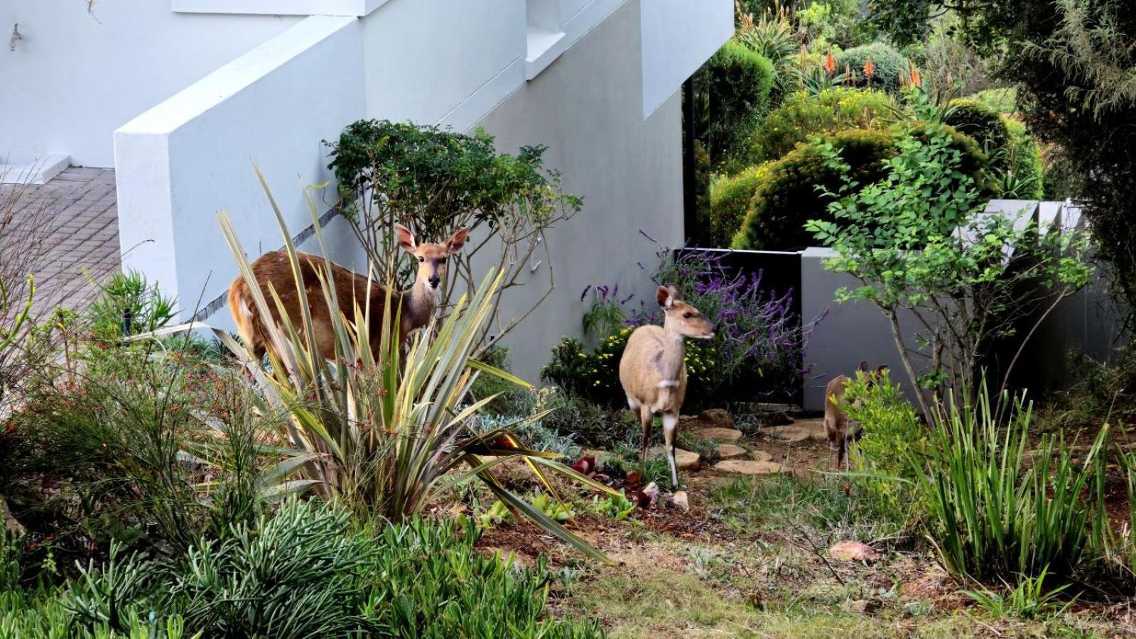 Oubaai Villa By Raw Africa Collection Herolds Bay Exterior foto